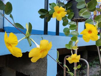 Close-up of yellow flower against blue sky