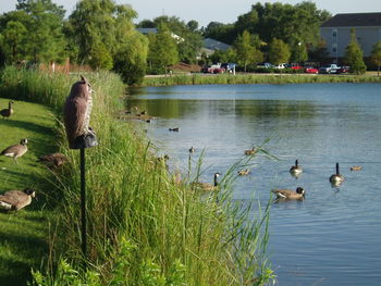 Swans swimming in lake against trees