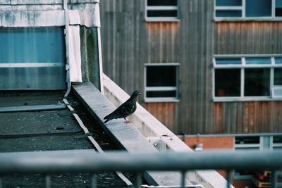View of bird perching on railing against building
