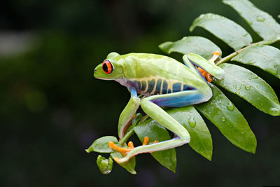Close-up of insect on leaf