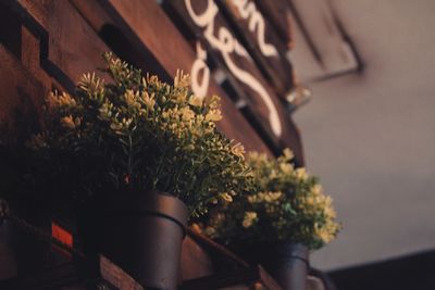 Close-up of potted plant at home