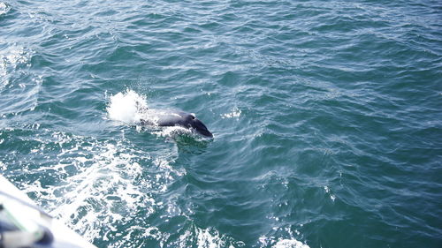 High angle view of duck swimming in sea