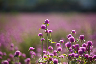 Close-up of pink flowering plant on field