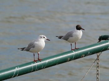 Seagull perching on sea shore