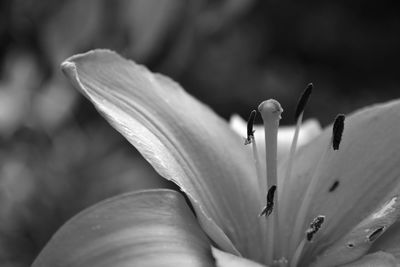 Close-up of white flower