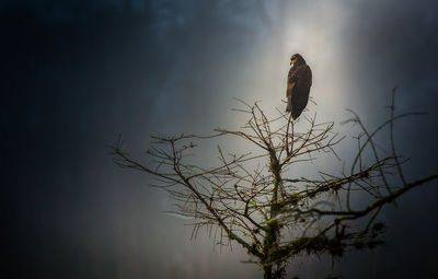 Low angle view of eagle perching on tree