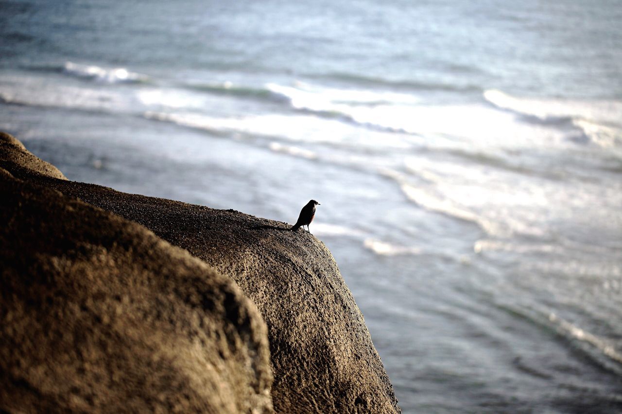 animal themes, bird, animals in the wild, water, one animal, sea, animal wildlife, nature, no people, day, outdoors, beach, close-up