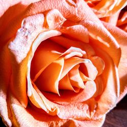 Full frame shot of orange flower