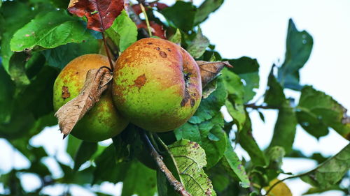 Low angle view of fruits growing on tree