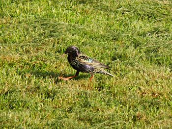 Bird perching on field