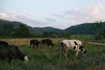 Cows grazing on grassy field by mountains against sky