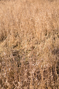 Full frame shot of field