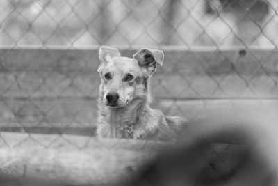 Portrait of dog looking away