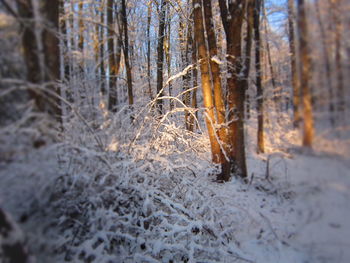 Snow covered trees in forest