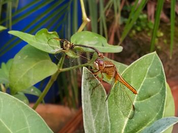 Close-up of insect on leaf