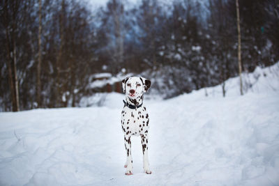 Dog on snow covered field