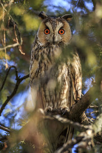 Low angle portrait of owl perching on tree