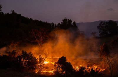 Forest fire at nighttime.