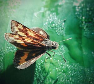 Close-up of butterfly on flower