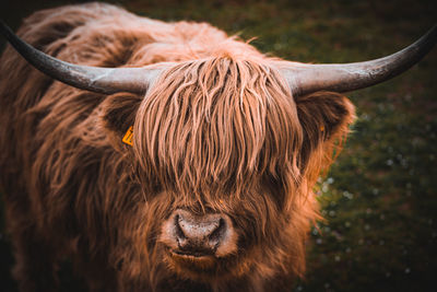 Close-up of cow standing on field