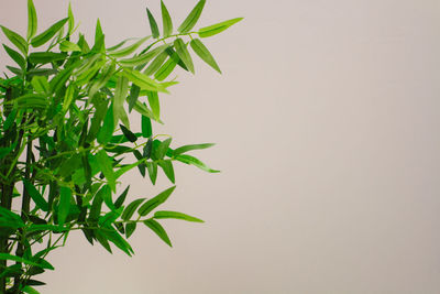 Plants growing in water