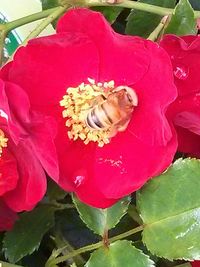 Close-up of red flowers