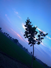 Low angle view of trees on field against blue sky