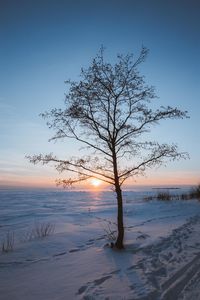 Bare tree on snow covered land during sunset