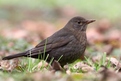 Close-up of bird perching on a field