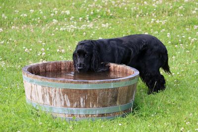 Dog on grass by water