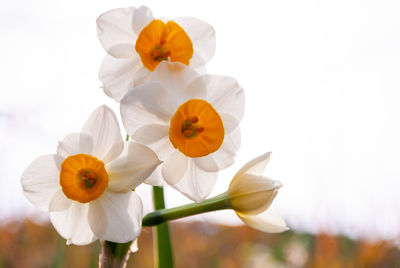 Close-up of white flowering plant