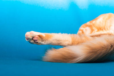 Close-up of a dog