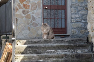 Cat on staircase by window