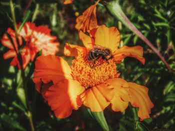 Close-up of butterfly on flower