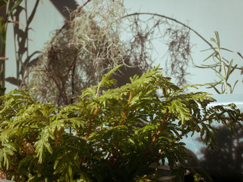 Low angle view of trees against sky