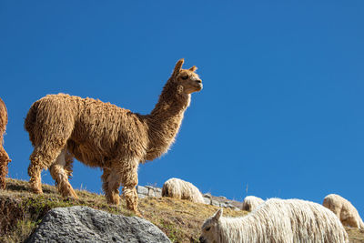 View of alpaca on rock against clear blue sky