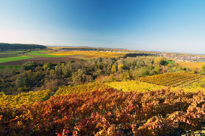 Scenic view of field against clear sky