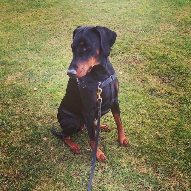 Dobermanpinscher