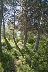 Trees in forest