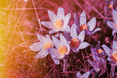 Close-up of purple crocus flowers