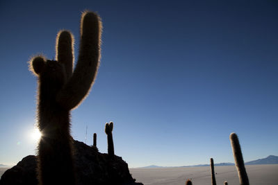 Low angle view of cactus against clear sky