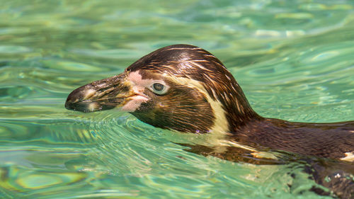 Close-up of turtle swimming in lake