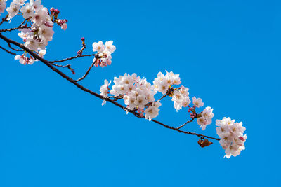 Low angle view of cherry blossoms against clear blue sky