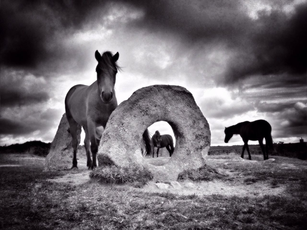 animal themes, domestic animals, livestock, mammal, horse, sky, field, cow, cloud - sky, landscape, cloudy, herbivorous, grazing, grass, domestic cattle, standing, two animals, medium group of animals, nature, cattle