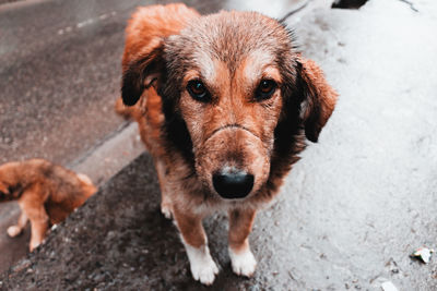 Close-up portrait of dog