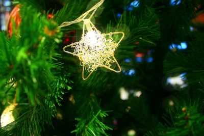 Close-up of christmas tree