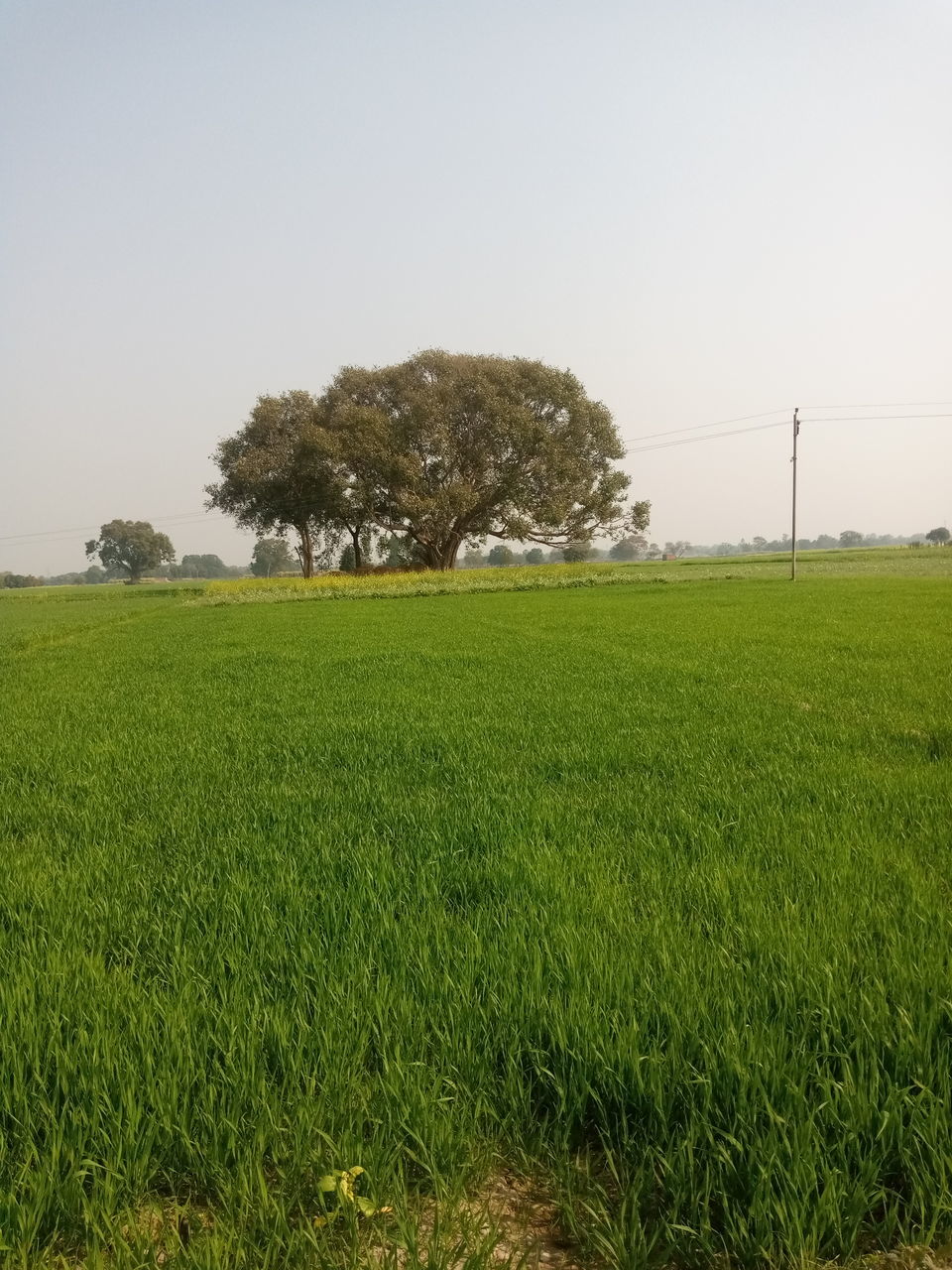 plant, field, environment, landscape, agriculture, sky, land, green, grass, pasture, grassland, nature, rural area, plain, rural scene, tree, horizon, growth, tranquility, paddy field, meadow, beauty in nature, scenics - nature, crop, soil, prairie, no people, hill, tranquil scene, clear sky, outdoors, natural environment, lawn, day, farm, flower, non-urban scene, cereal plant, environmental conservation, food