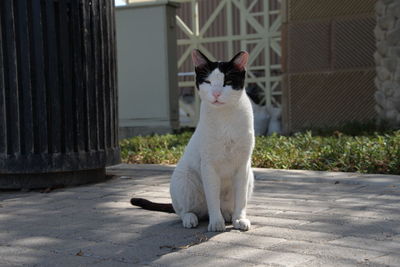 White cat sitting outdoors