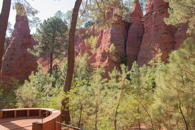 View of trees in forest