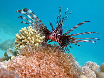 Lion fish in the red sea in clear blue water hunting for food .
